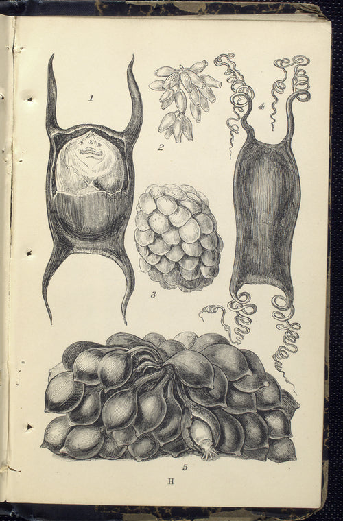 1. Egg of Skate; 2. Eggs of Pupura; 3. Egg-claster of Whelk; 4. Egg of Dog-fish; 5.  Egg-cluster of Serpia, or Cuttle
