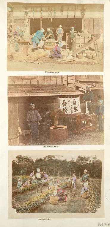 Cleaning rice; pounding rice; picking tea.