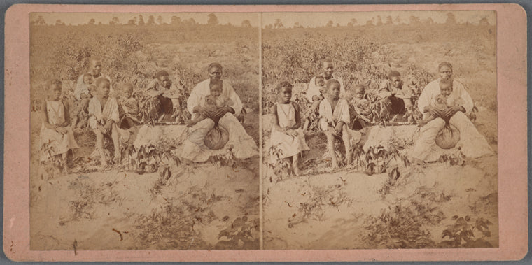 Family group posing in cotton field