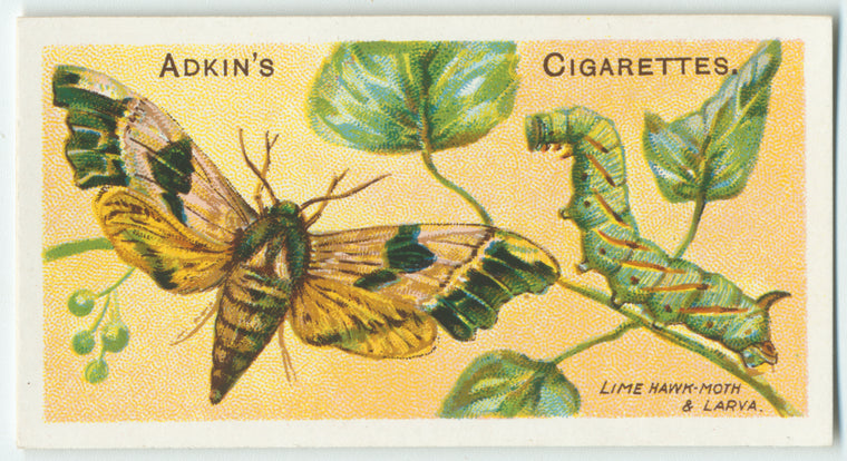 Lime-hawk moth & larva.