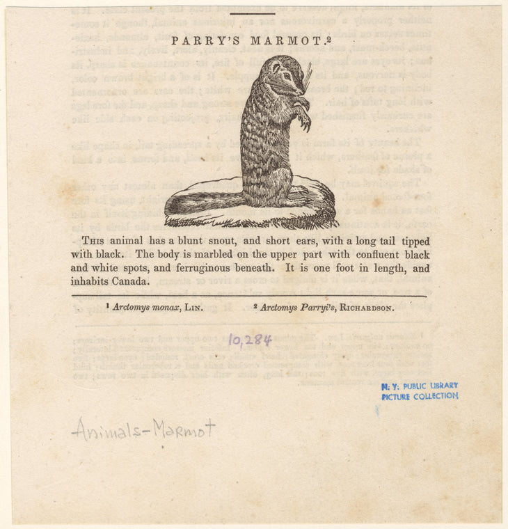 Parry's marmot