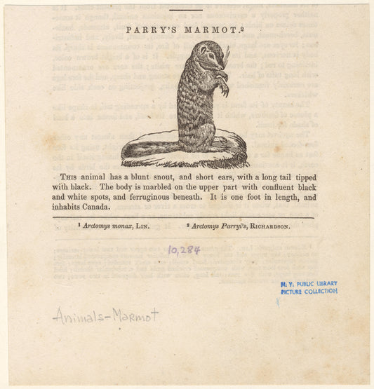 Parry's marmot