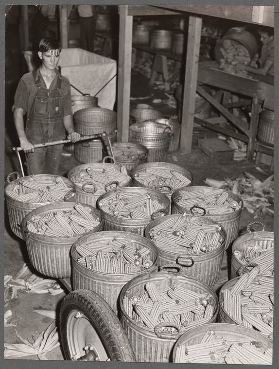 Baskets of sorted hybrid seed corn. Reinbeck, Iowa