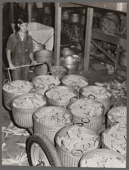 Baskets of sorted hybrid seed corn. Reinbeck, Iowa