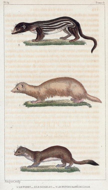 1. Le Furet. 2. Le Roselet. 3. Le Potois Rayé de l'Inde.