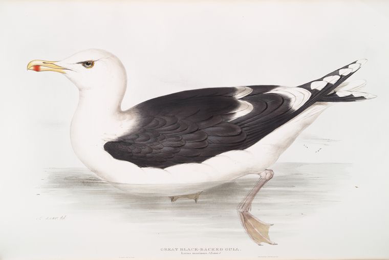 Great Black-backed Gull