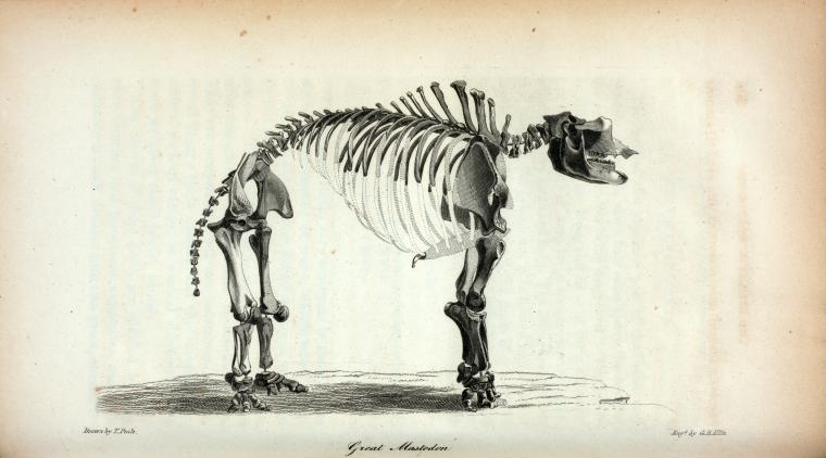 Great Mastodon.