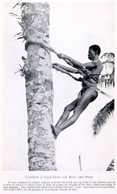 Climbing a palm - tree for nuts and wine.
