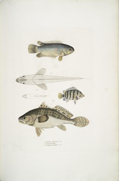 1. Spinose Gilled Anabas, Anabas spinosus; 2. Two Spotted Coius, Coius binotatus; 3. Spotted Sciæna, Sciæna maculata.
