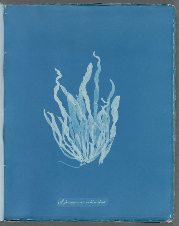 Asperococcus echinatus