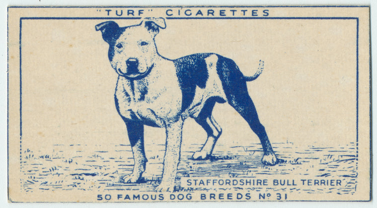 Staffordshire Bull Terrier.