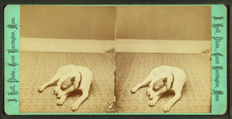 Studio portrait of a dog.