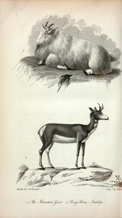 1. The Mountain Goat; 2. Prong Horn Antilope.