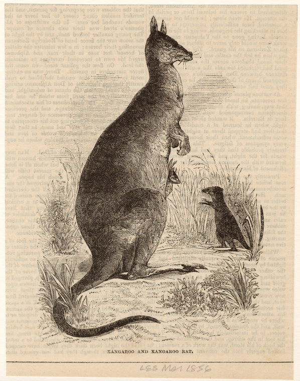 Kangaroo and Kangaroo rat