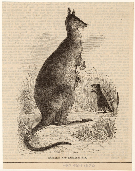Kangaroo and Kangaroo rat