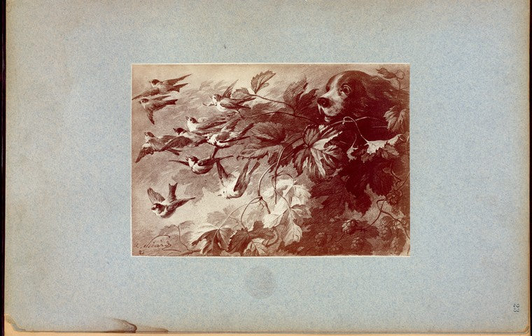 Dog and birds