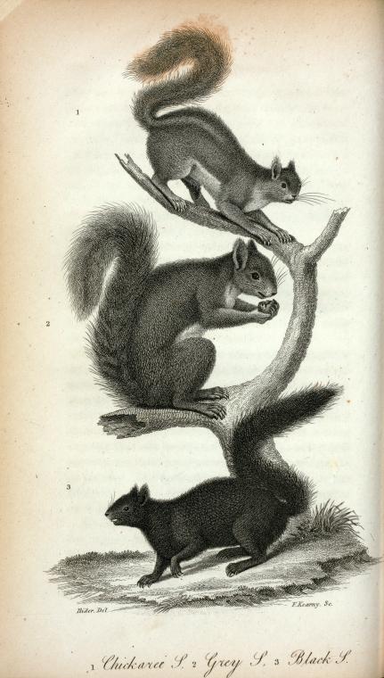 1. Chickaree Squirrel; 2. Grey Squirrel; 3. Black Squirrel.