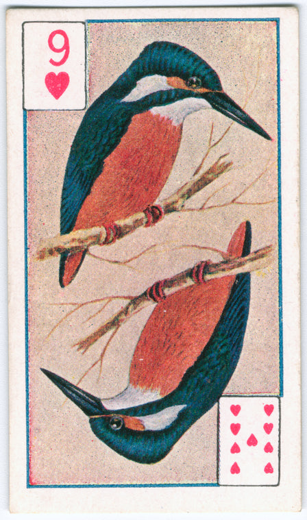 Birds of brilliant plummage.