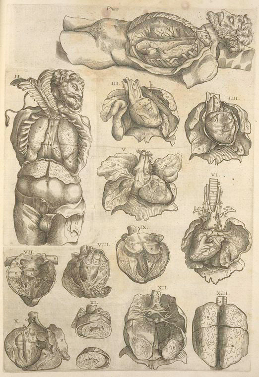 An atomy of the male body
