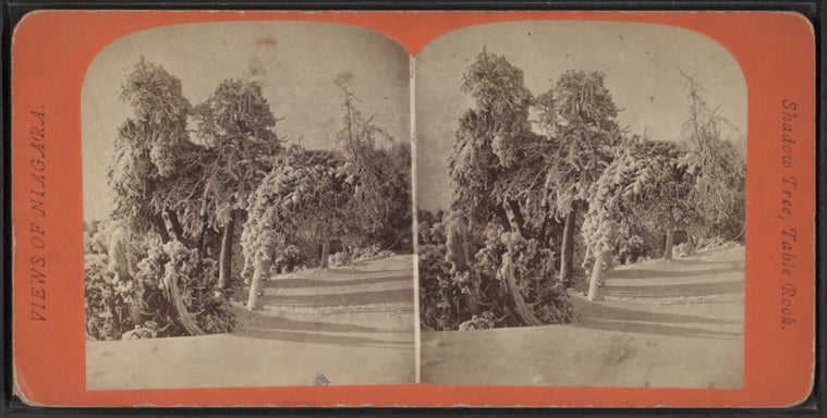 Shadow tree, Table Rock.