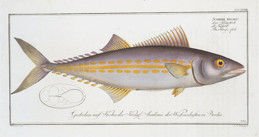 Scomber regalis, The King's fish.