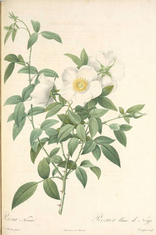 Rosa Nivea; Cherokee Rose