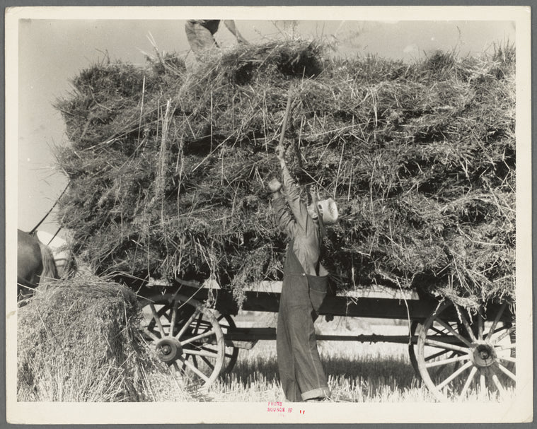 The threshing of oats. Clayton, Indiana, south of Indianapolis