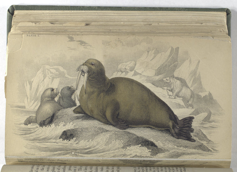 Trichechus, The Walrus, ot Sea-Horse.