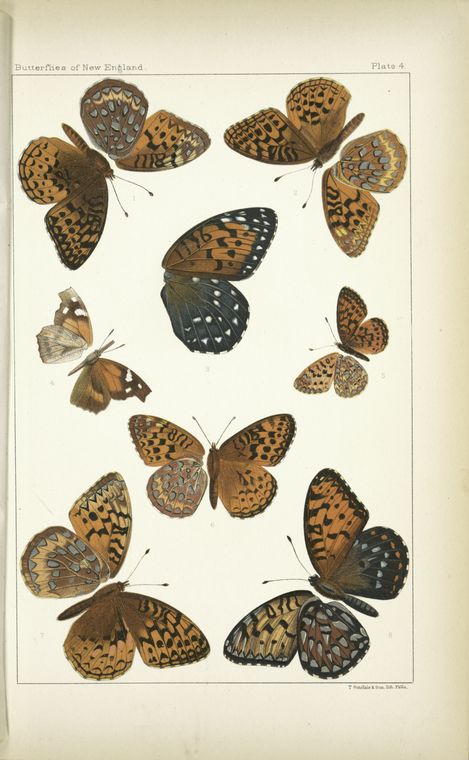Butterflies in color. - Nymphalidae, especially Argynnidi.