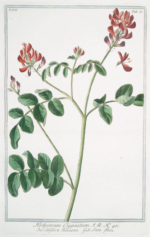 Hedysarum Clypeatum = Edifaro Romano = Sain foin. [sweetvetch; French honeysuckle]