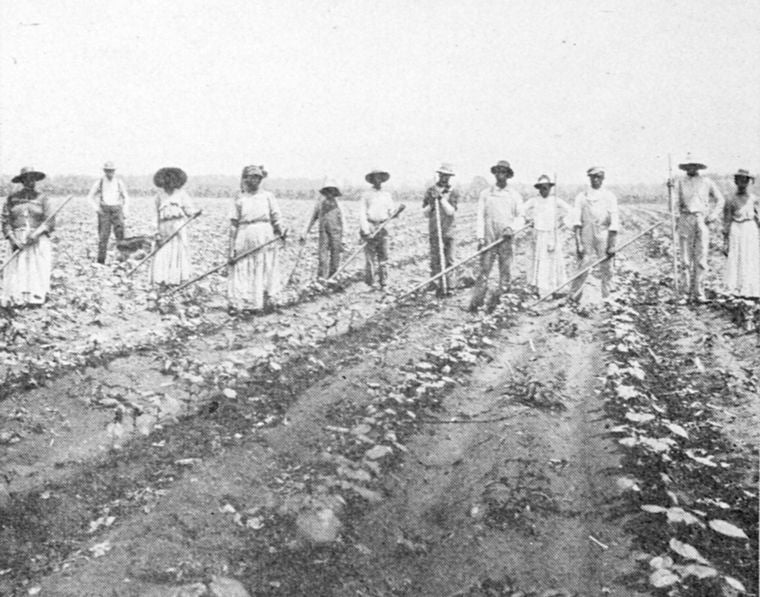A hoe-crew of Negro men and women in a young cotton field, Aliceville, Alabama.