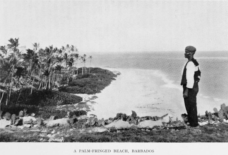 A palm-fringed beach, Barbados.