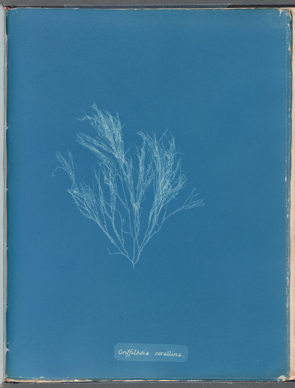 Griffithsia corallina