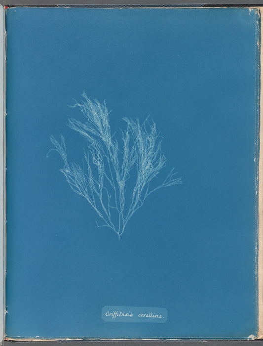 Griffithsia corallina