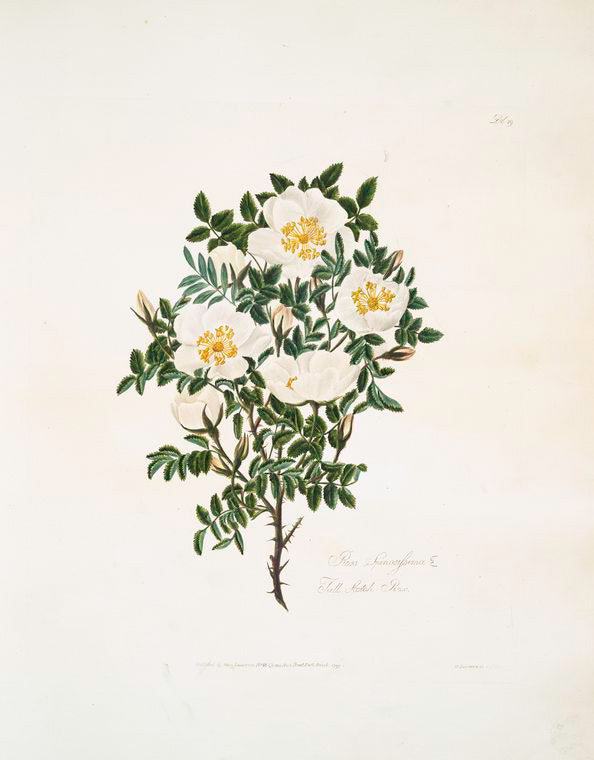Rosa spinosissima