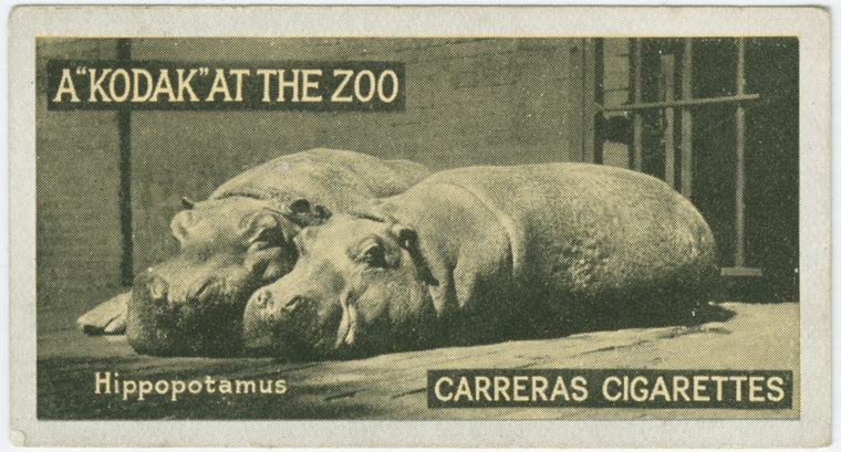 Hippopotamus.
