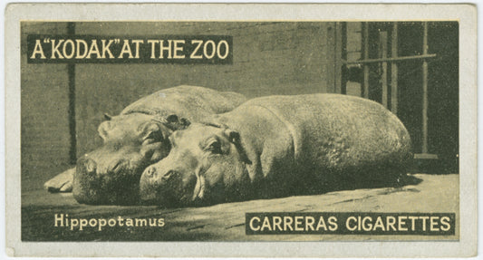 Hippopotamus.