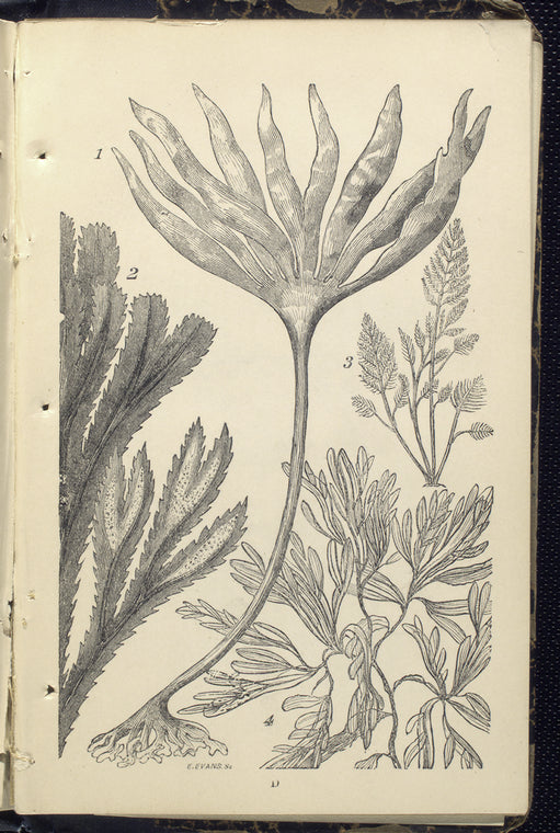 1. Laminaria digitata, Tangle; 2. Fucus serratus, Notched wrack; 3. Bryopsis  plumosa; 4. Delesseria hypoglossum