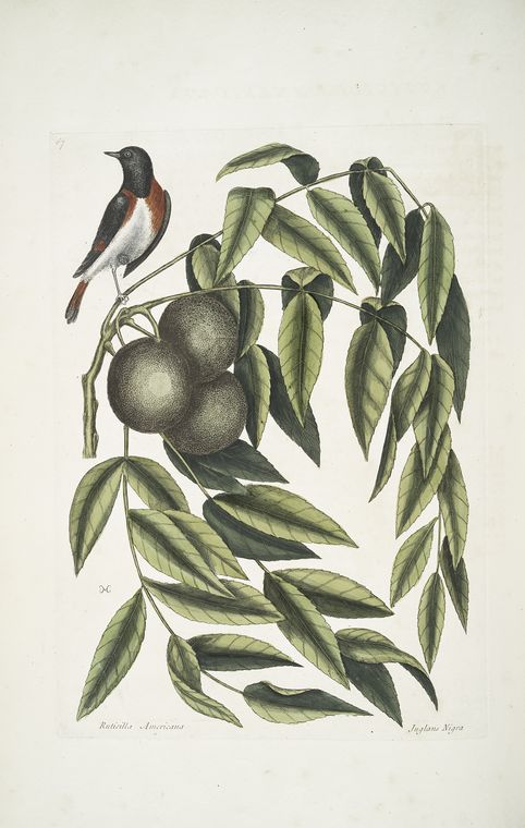 Ruticilla Americana, The Red-Start; Juglans Nigra, The Black Walnut.
