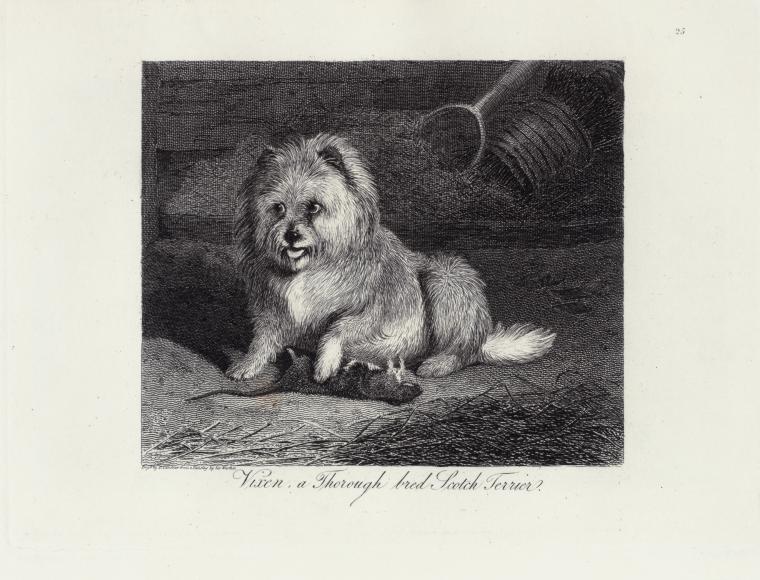 Vixen, a thorough bred Scotch terrier.