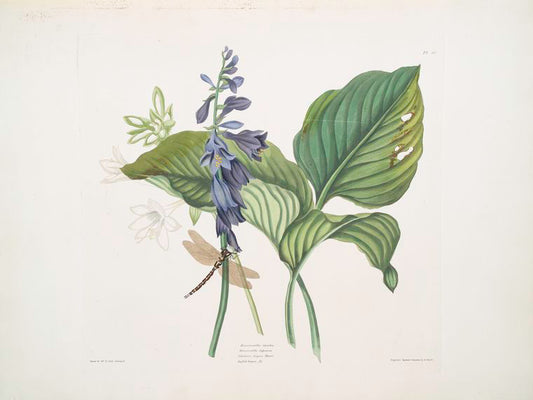 HemerecallisCarulea, Hemerecallis Japonica,Libellulac Anquis Harris, English dragon fly