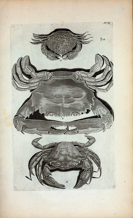 N. Cancer Marinus lævis; O. Cancer Marinus sulcatus; P. Est alia species Cancri Marini lævis, attamen perraro invenitur.