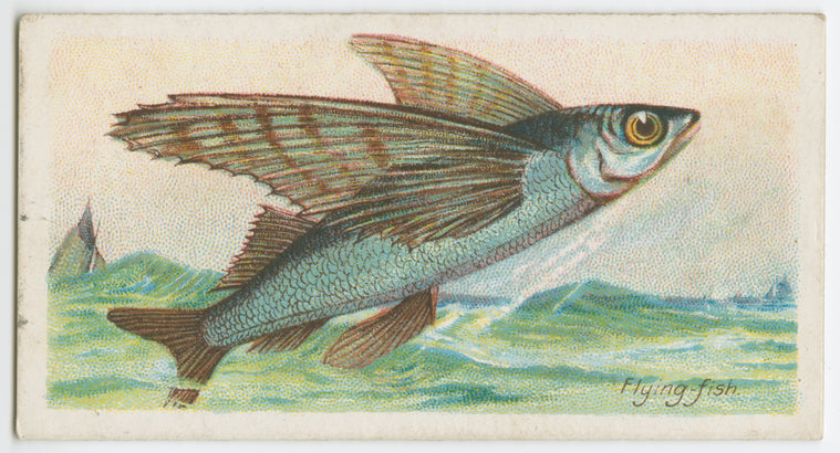 Flying fish (Exocœtus).