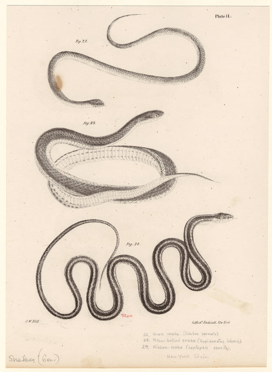 Grass snake (Coluber vernalis) ; Yellow bellied snake (Tropidonotus leberis) ; Ribbon-snake (Leptophis saurita)