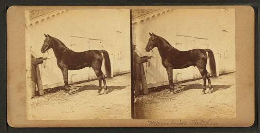 Horse named Mambrino Patchen.