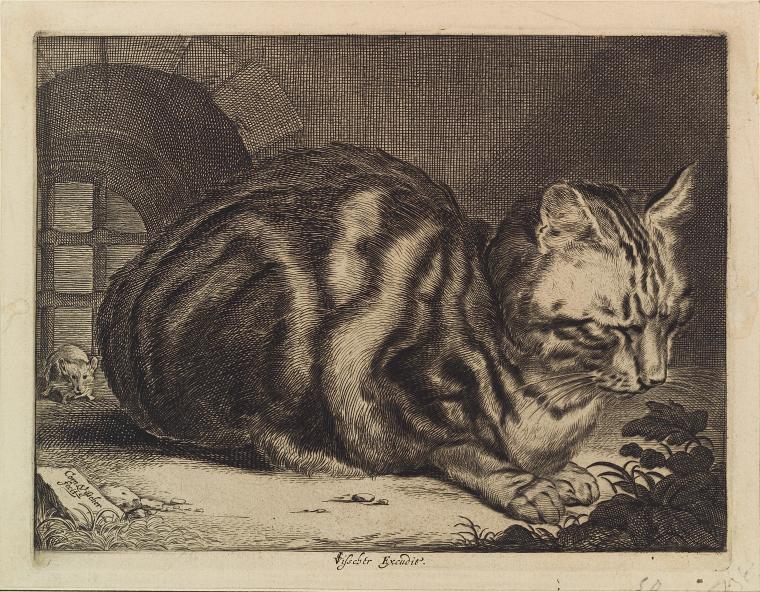 The large cat