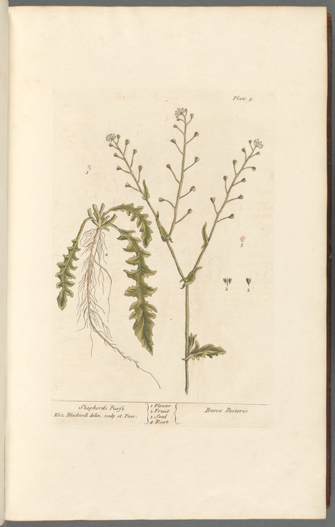 Shepherd's purse