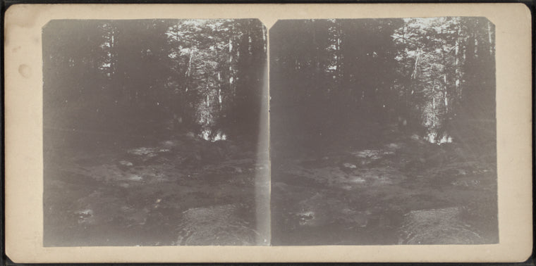 Scene in the woods.