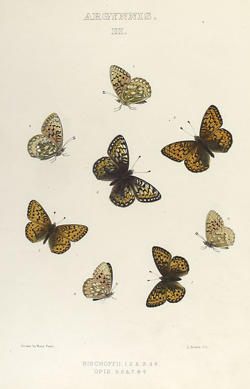 Argynnis. III. 1-4. Bischoffii; 5-8. Opis.