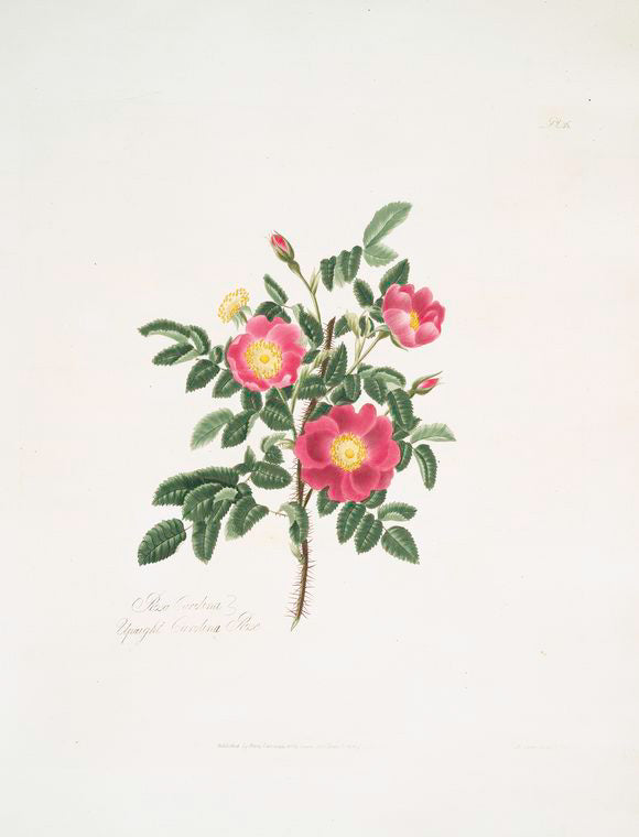Rosa carolina